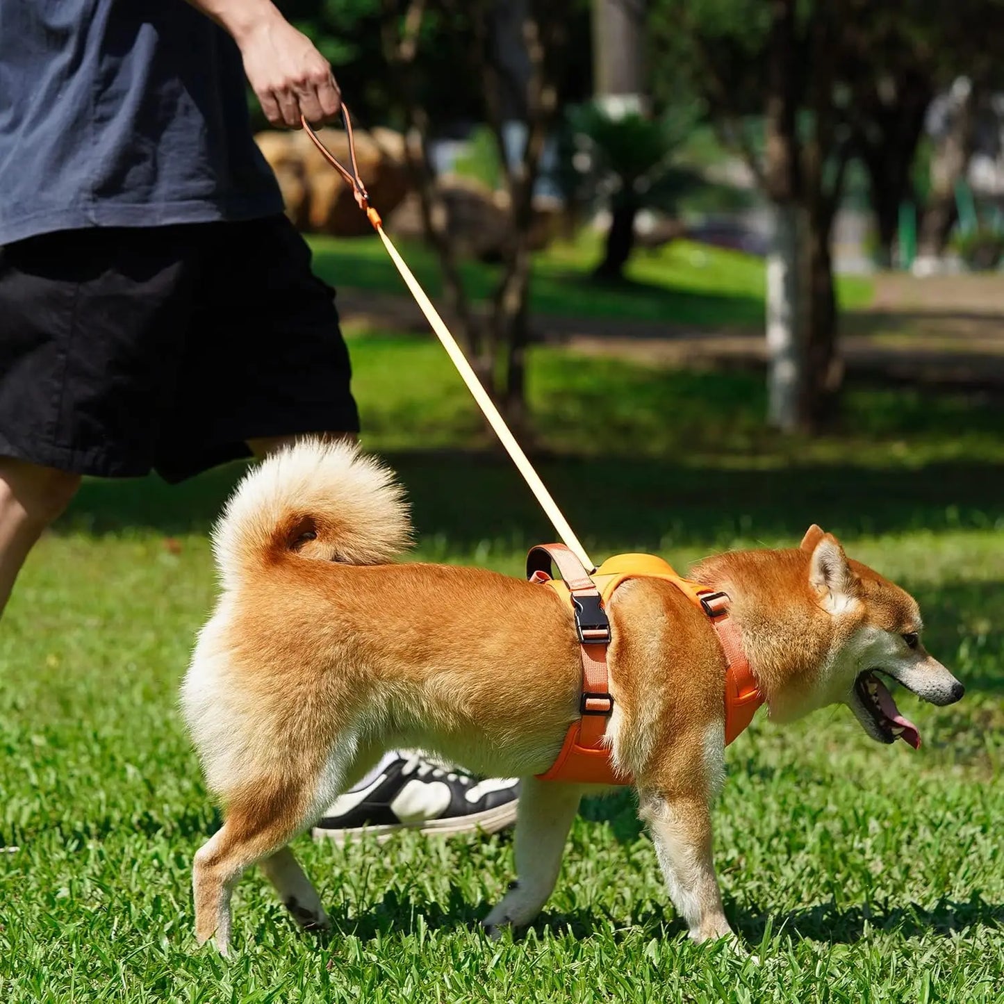 Harness and Retractable Leash